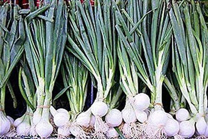 VibeX ® LXI584 Onion Barletta Cocktail Onions Seed Price in India