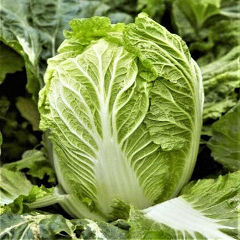 MYLAWN Chinese Napa Cabbage Seed Price in India Buy MYLAWN Chinese