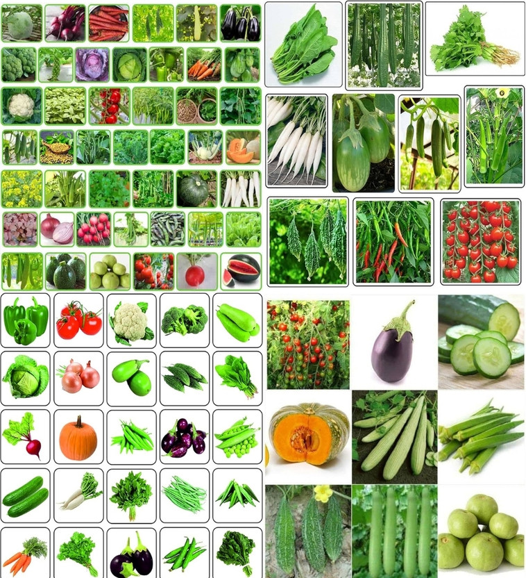 ibains All use combo vegetable seeds beez 230 Seed(214 per packet)