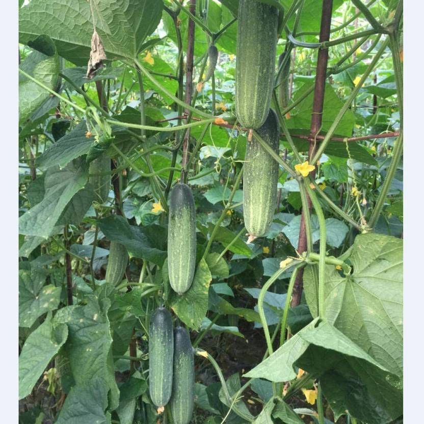 CYBEXIS Hanging Melon Seed Cucumber Seed Hybrid500 Seeds Seed Price in