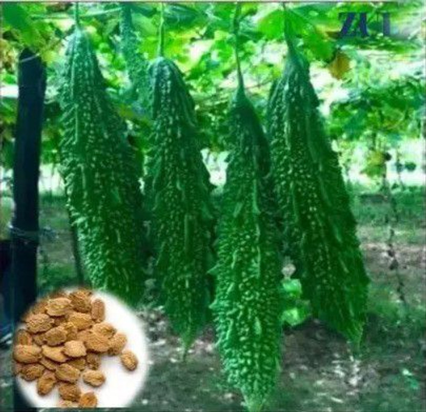 KrishnaSheeds KrishnaSheeds Bitter Gourd, Karela Seed(17 per packet) - Flipkart Deal