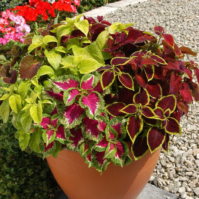 Udanta Udanta Live Green Coleus Mix Flower seeds Pack of 40\50 Seed(1 per packet) - Flipkart Deal