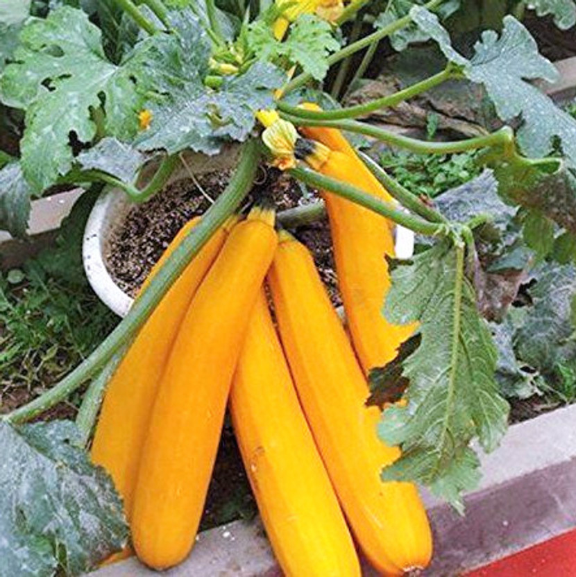 Gromax Gromax India Zucchini Seed Yellow Squash vegetable Seeds F1 Hybrid For Home Garden Seed(20 per packet) - Flipkart Deal