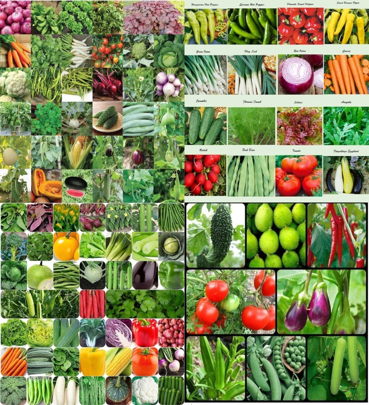 ibains Hybrid vegetable seeds beez 226 Seed(210 per packet)