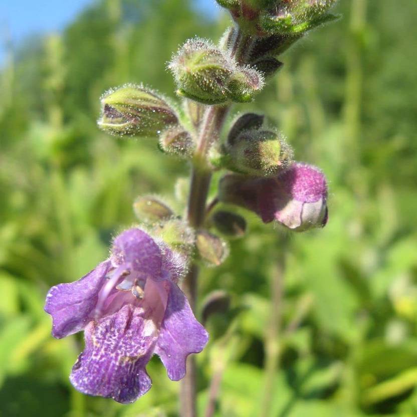 WILLVINE NBIR379 Red Sage Seeds (Salvia miltiorrhiza) Seed Price in