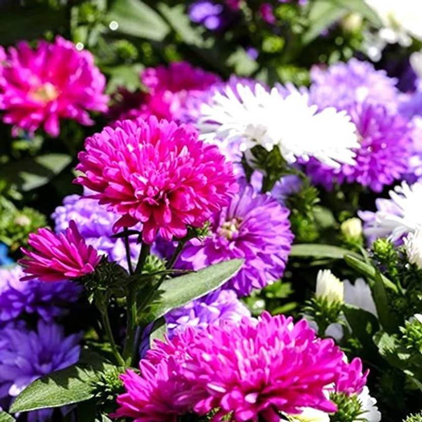ACCELCROP Aster Mixed Hybrid Imported Flower Seed Price in India Buy