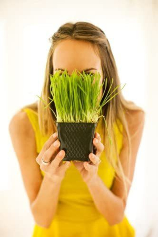 WILLVINE WILLVINE PAU-8 Organic Cat Grass Seed Mix Seed(1000 per packet) - Flipkart Deal