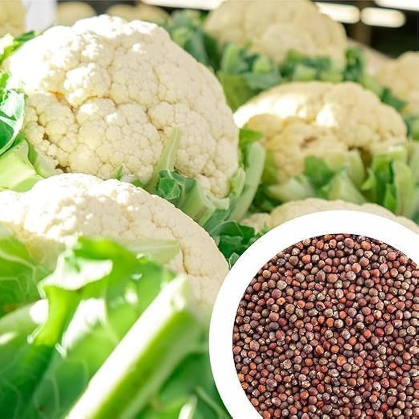 ARIAANAM ARIAANAM Cauliflower (Phool Gobhi) Hybrid Seed(85 per packet) - Flipkart Deal