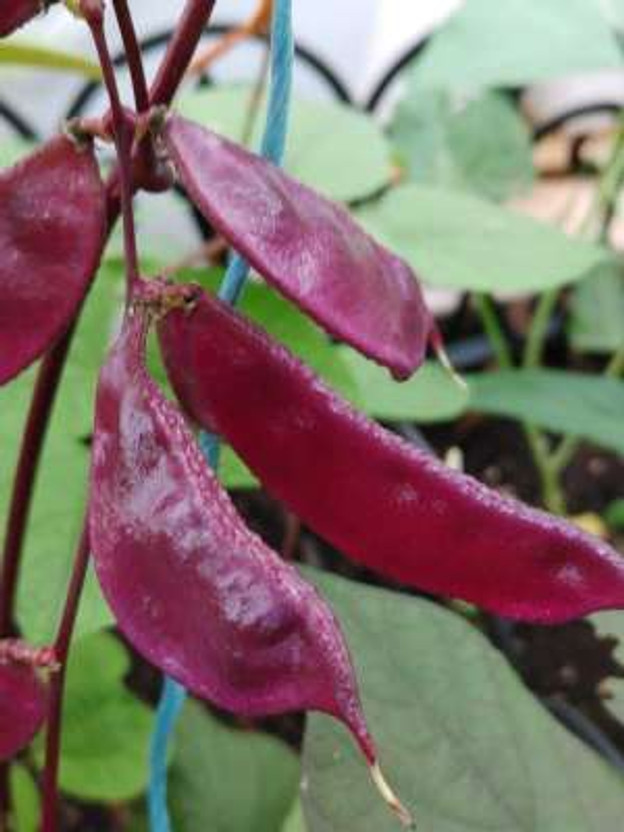 SCS SCS FLORA Hyacinth Bean, Lablab Bean, Egyptian Bean Seed(180 per packet) - Flipkart Deal