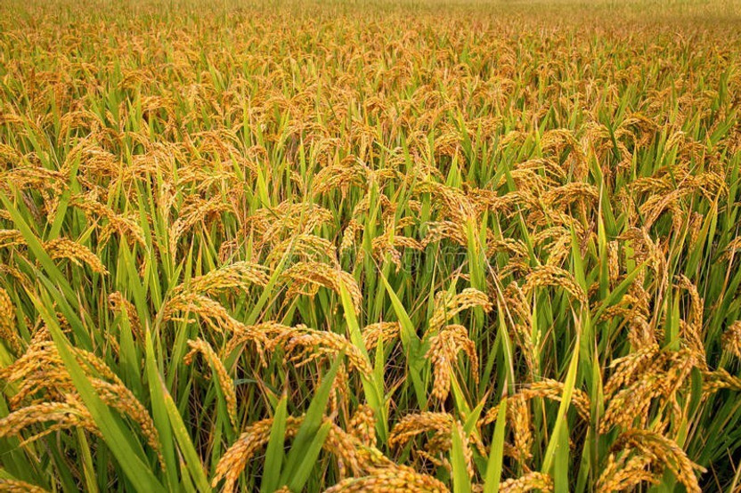 Sakshi Sakshi Farms Pusa Basmati Paddy 1121, Rice Seeds for Sowing, Farming & Agriculture, 5 kg Seed(5 kg) - Flipkart Deal