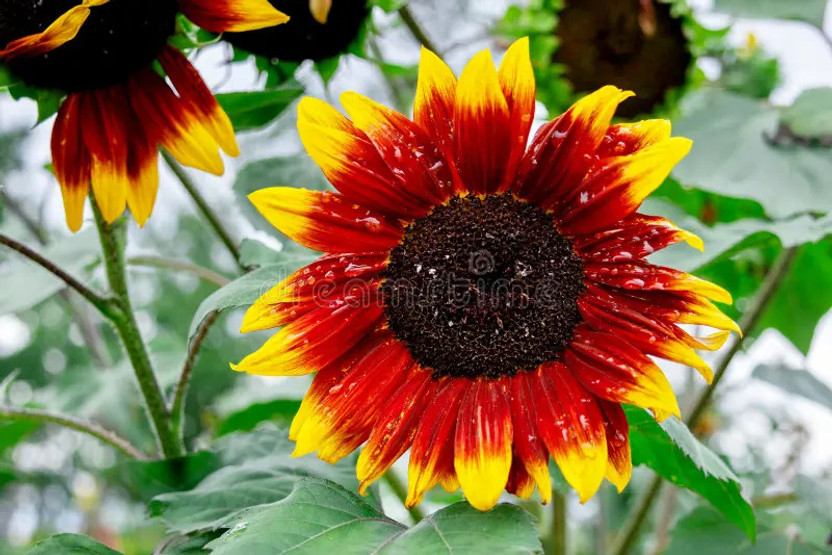 WILLVINE WILLVINE Paquito Sunflower Seeds for Decorative Flower Pots Seed(50 per packet) - Flipkart Deal