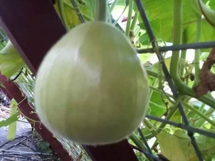 Aro Bottle Gourd round, Kaddu, Lauki Seed Price in India Buy Aro