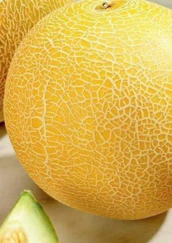 CYBEXIS Seeds of Vegetable Musk Melon (Galia) Seeds F1 Lavi Gal100 Seeds Seed Price in India