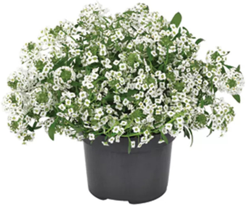 KNESSiN Buy Alyssum White Flower Seeds Online Seed(50 per packet)