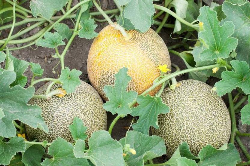 JRYU Muskmelon (Kharbuja) Fruit Seeds For Home Gardening Seed Price in