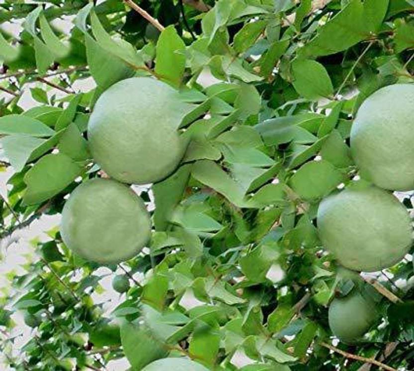 JRYU Bilva Patra Hybrid Fruit Seed Price in India Buy JRYU Bilva