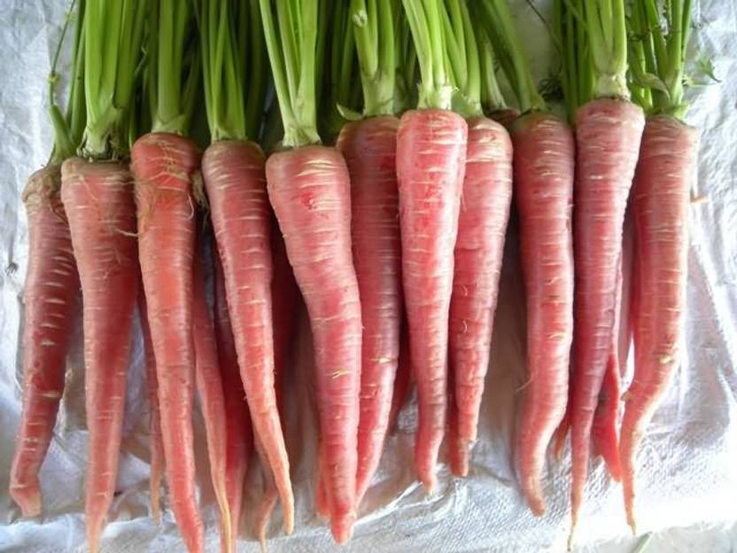 CYBEXIS Pusa Meghali Carrot Variety 4000 Seeds Seed Price in India