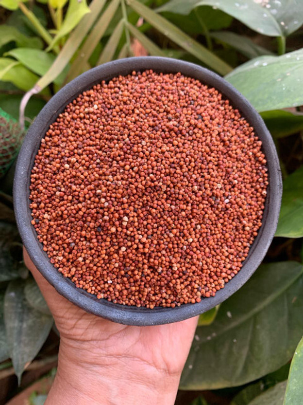 SATIVI Dashrath Seed(200 per packet)