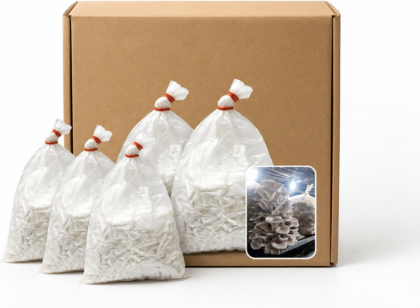 SP AGRO Oyster Mushroom Seed(400 g)