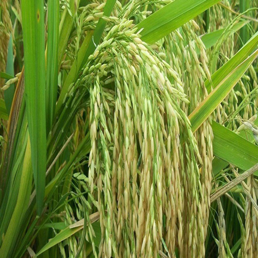 PMA Basmati Paddy, Rice Seed for Farming & Agriculture, 1Kg Per Packet, Basmati Seed(1 kg)