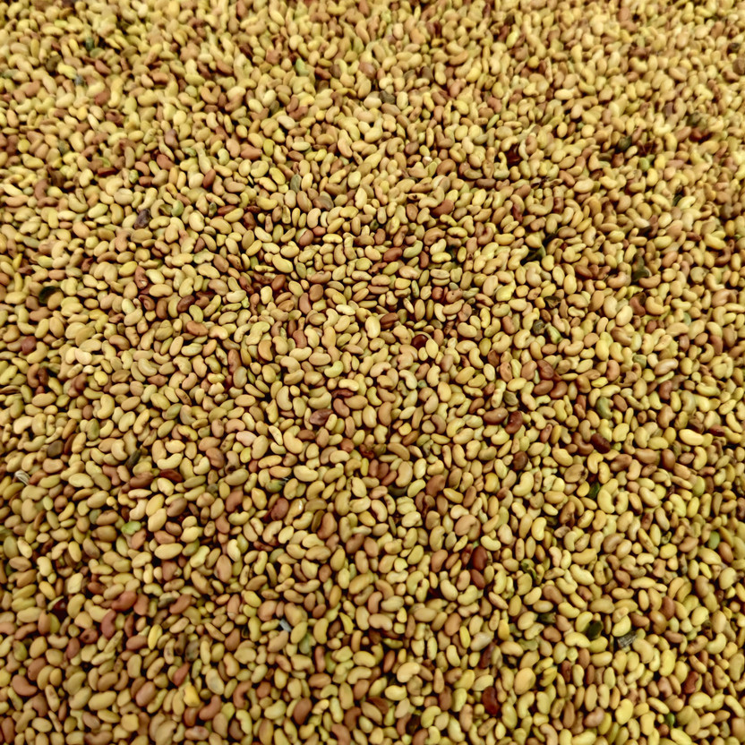 SVS ALFA ALFA / RAJKA / METHI GRASS Seed(1 kg)