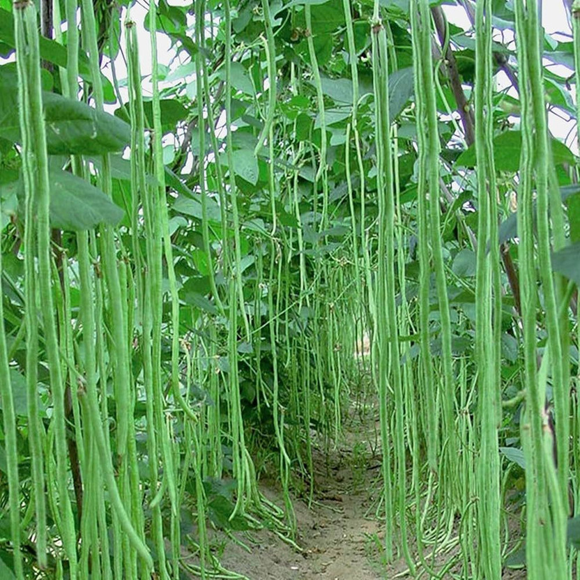 MOONQULTY Long Cowpea (Lobia),borboti seed, Cowpea 35 Seed(35 per packet)