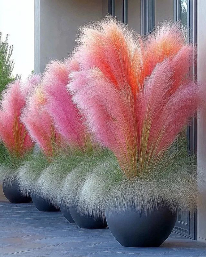 Radha Krishna Agriculture RADHA KRISHNA AGRICULTURE® Imported Off White Color Ornamental Grass Seed(10 g)