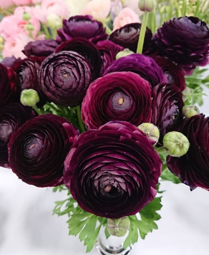 Radha Krishna Agriculture RADHA KRISHNA AGRICULTURE® Imported Dark Purple Color Ranunculus Flower Bulbs Seed(5 per packet)