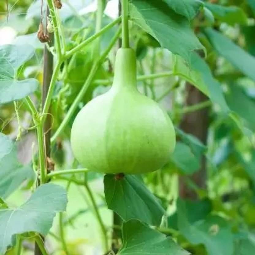 Aro Bottle Gourd round, Kaddu, Lauki Seed Price in India Buy Aro