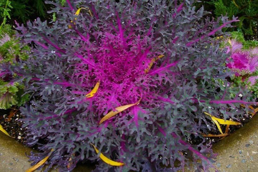 CYBEXIS Flowering Kale Seeds Ornamental Kale Peacock Red Seed Price in India Buy CYBEXIS