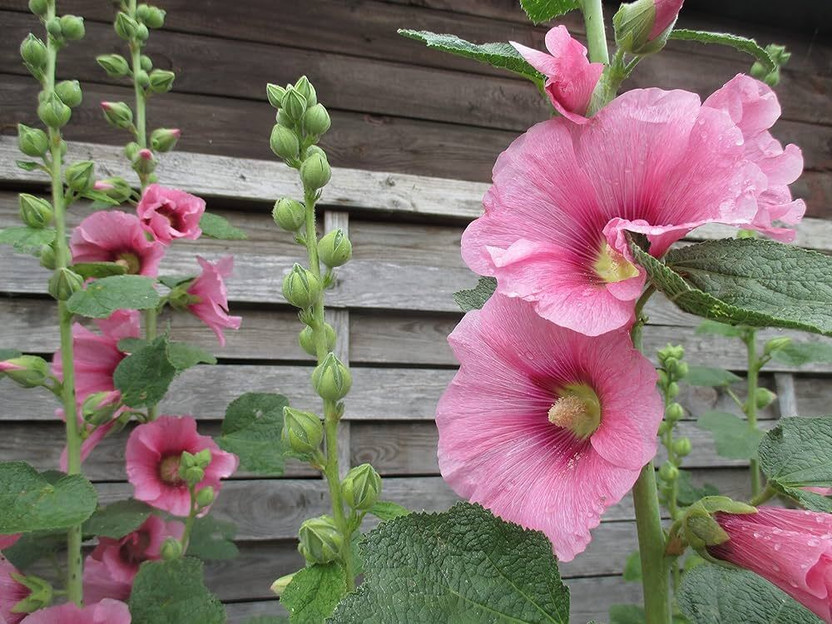 ARIAANAM hollyhock flowers seed for gardening/ farming, flowers Seed(10 per packet)