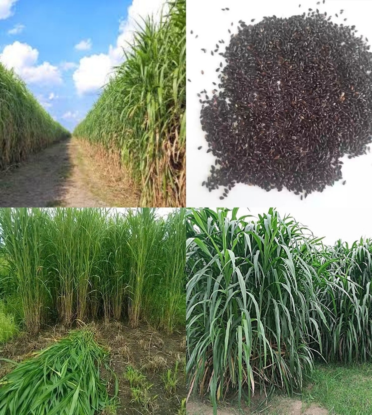 ibains Super napier grass seeds hybrid beez 501 Seed(501 per packet)