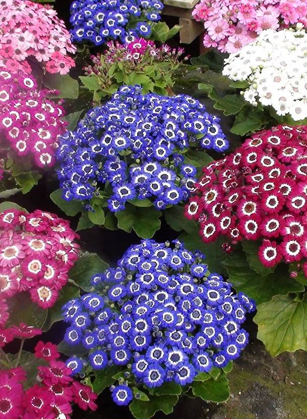JRYU Cineraria Mix Colour Hybrid Flower Seed Price in India Buy JRYU