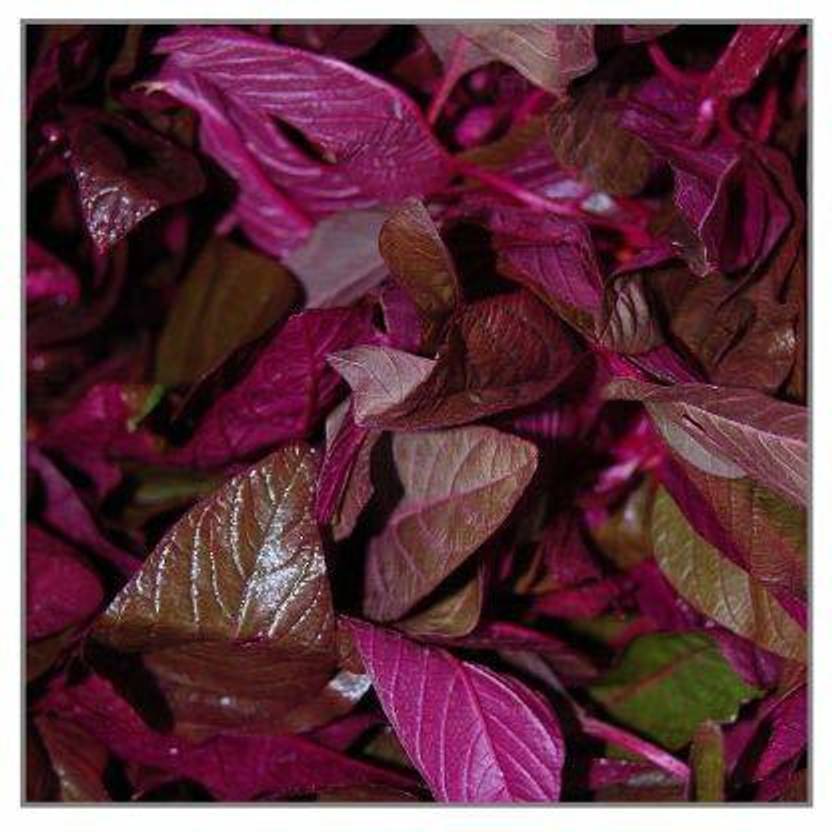 VibeX ® VLR571 Hybrid Red Spinach High Yield Amaranthus Seed Price in