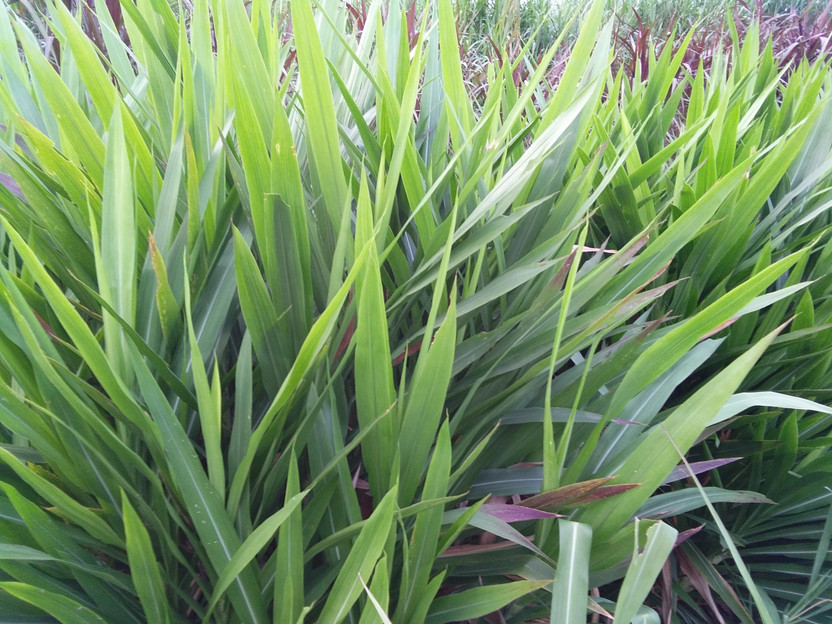 N.G.M. AGROCARE Smart/Dwarf/Indonesia Multi-Cut Hybrid Napier Grass slips/Sticks for Cultivation Seed(20 per packet)
