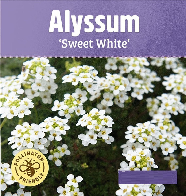 KNESSiN Buy Alyssum Cream Flower Seeds Online Seed(50 per packet)