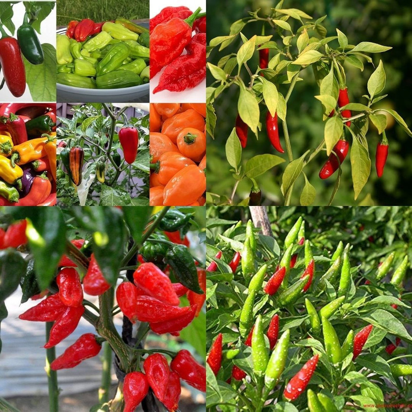 ibains Chilli seeds hybrid 420 Seed(420 per packet)