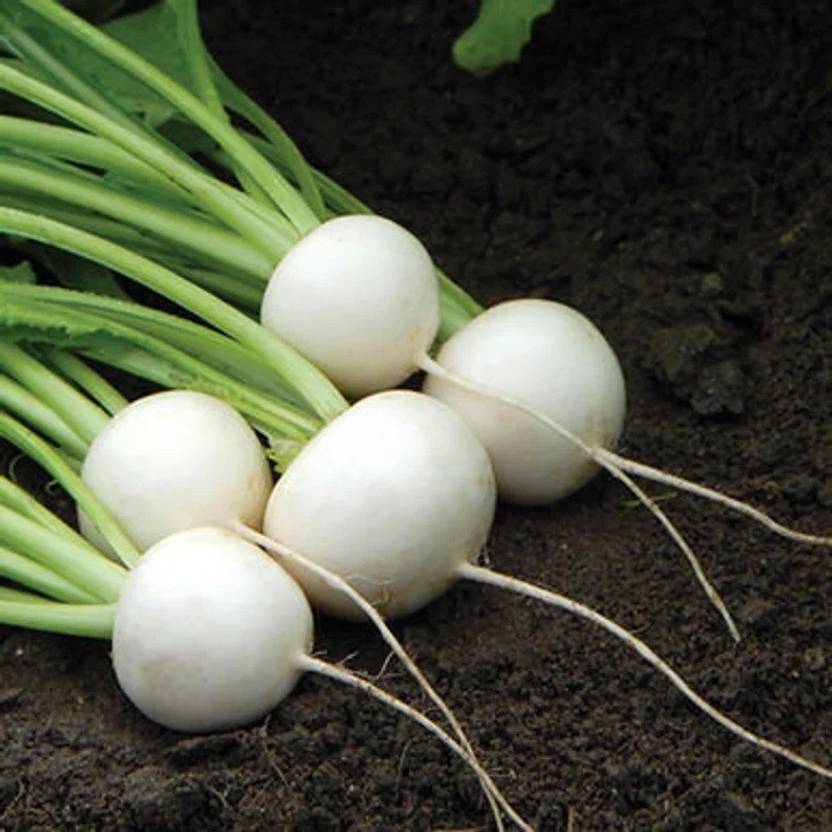 MYLAWN White Ball Turnip/Shalgam Seed Price in India Buy MYLAWN White Ball Turnip/Shalgam Seed