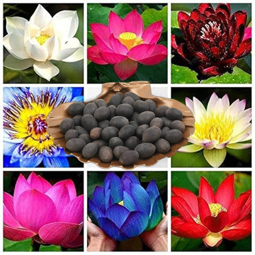 ITI NATURAL KAMAL GATTA SEEDS, KAMALGATTA BEEJ, LOTUS FLOWER SEED, LOTUS SEED Seed(150 g)