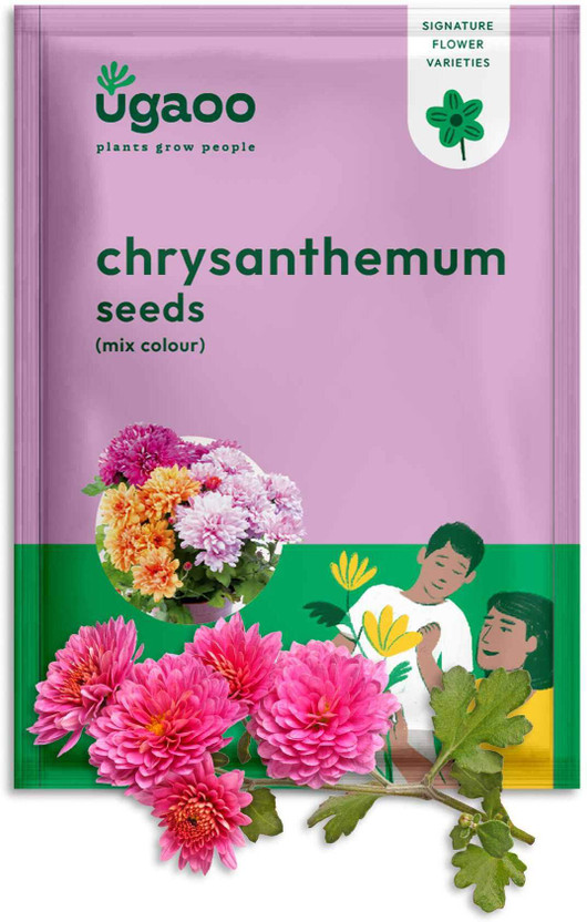 UGAOO Chrysanthemum Flower Seed(200 per packet)