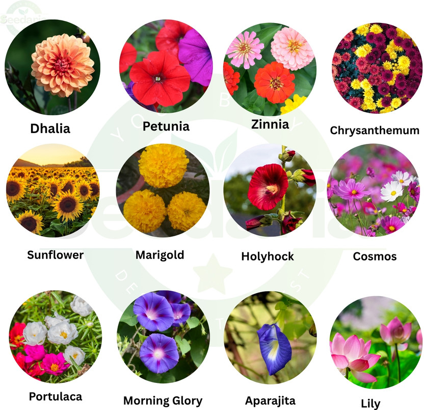 SEEDARIA 12 Types winter flower seeds combo, Best Buy pack Seed(320 per packet)