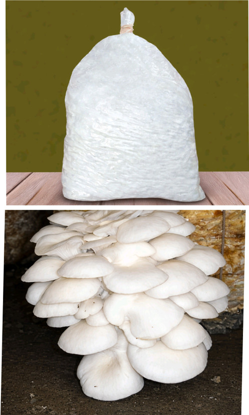 RTMENT White Oyster Mushroom, {CaCo2 & CaSo4 purified} mushroom spawn, 250 gram Seed(1 per packet)