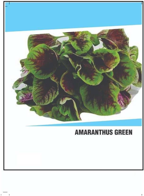 CYBEXIS Hybrid Green Amaranthus Seeds(500 Seeds) Seed Price in India