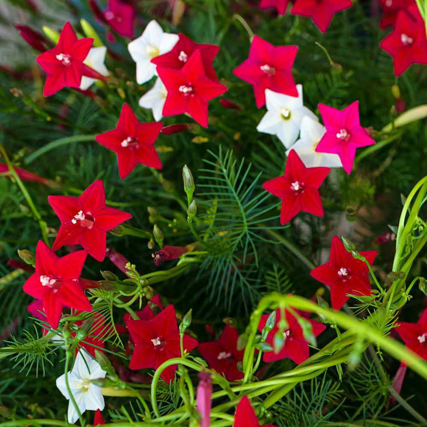 LIVOX Cypress Vine Flower Seed(30 per packet)