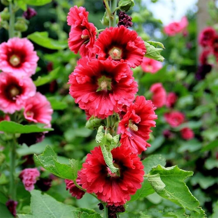 ARIAANAM hollyhock flowers seed for gardening/ farming, flowers Seed(10 per packet)