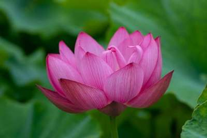 Silba Silba Lotus Kamal Gatta Seeds Seed(75 per packet) - Flipkart Deal