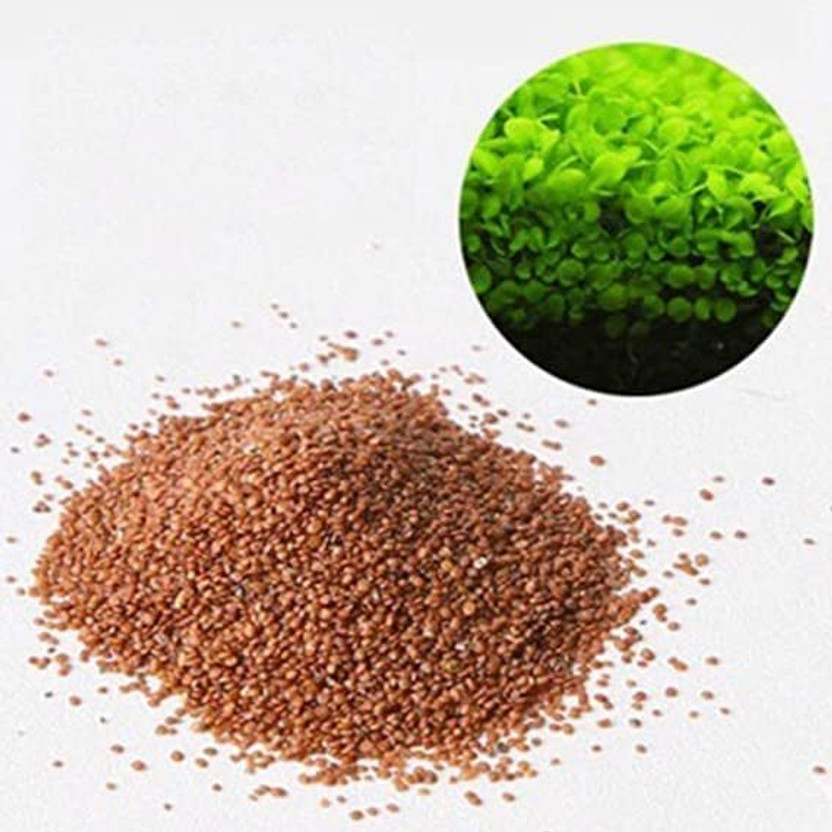 STOKIYA stokiya 100% germination carpet live grass seed for aquarium seeds (3 Seed(3 per packet)