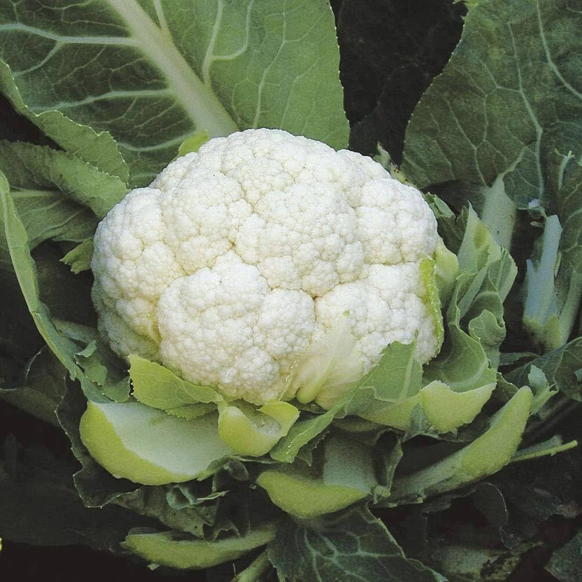LIFELEX LIFELEX Hybrid F1 Phool Gobhi Cauliflower Seed(100 per packet) - Flipkart Deal