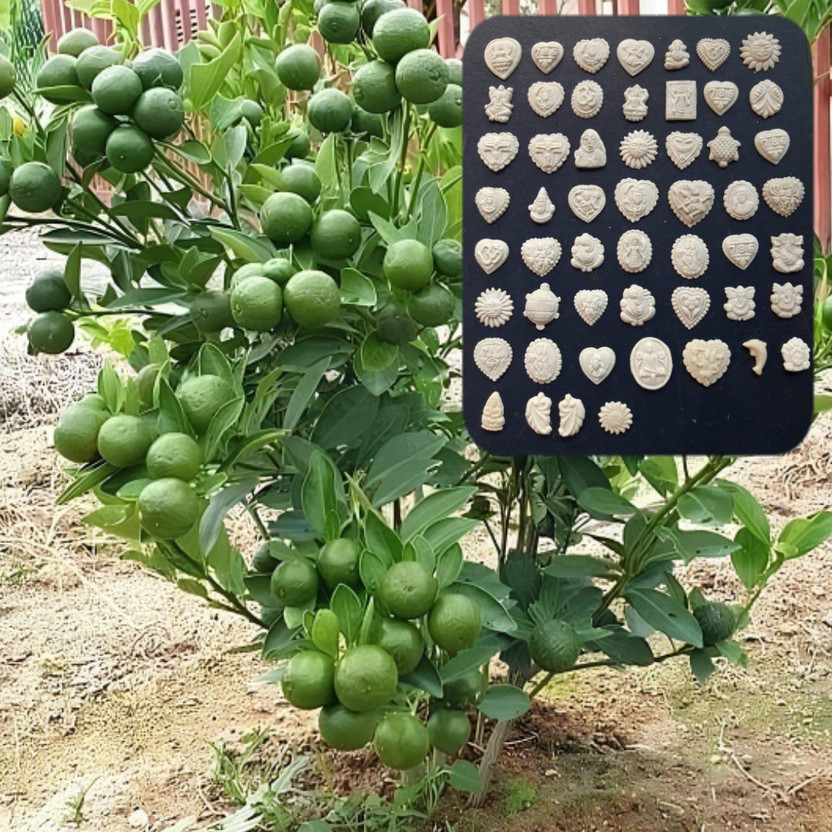 Apurba Agriculture Pearl cultivation nucleus- 1000pice/Nimbu seed- 5Pice Seed(1005 per packet)