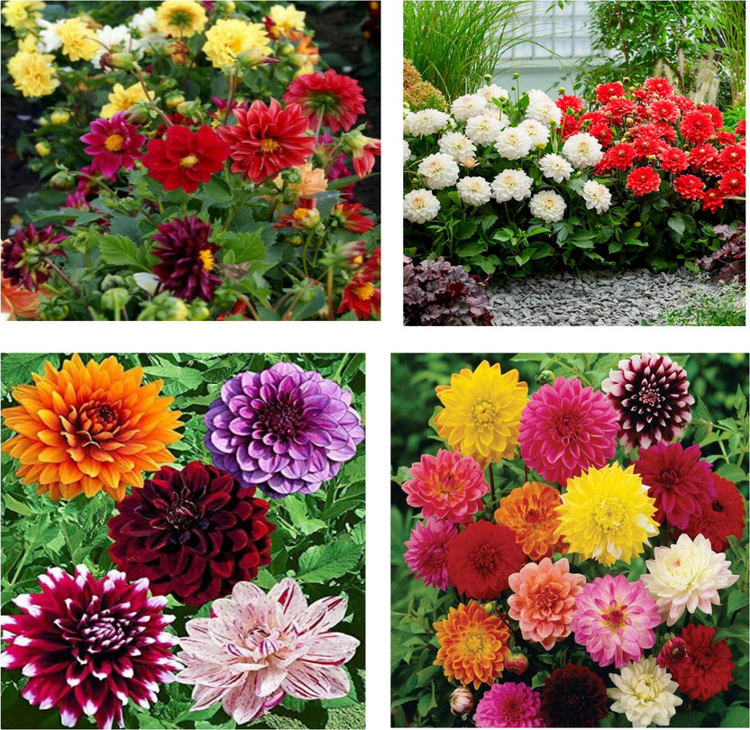 AA AA ENTERPRISES Dahliya, Outdoor seeds, Flower seeds, Summer season seeds Seed(50 per packet) - Flipkart Deal